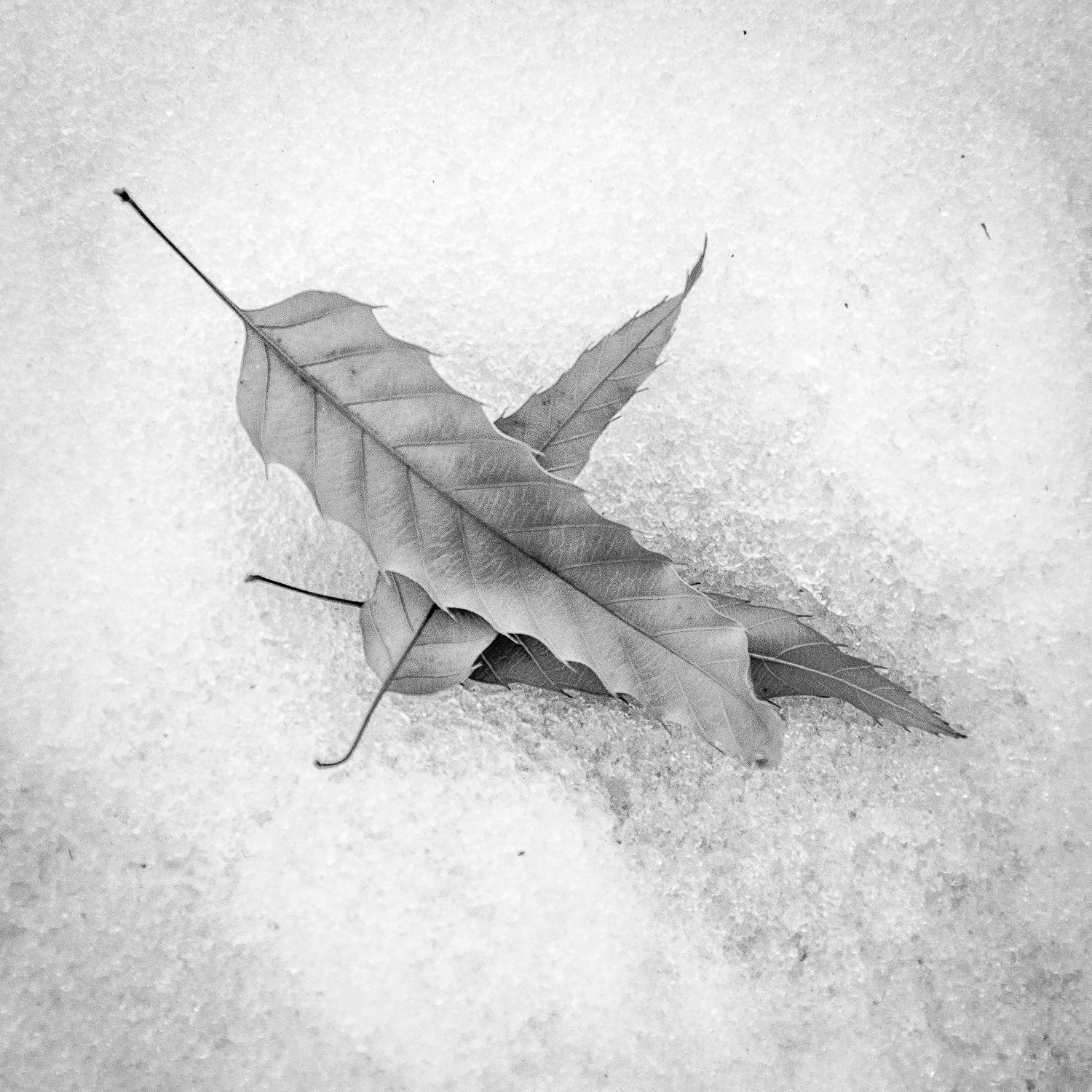 Three Leaves, January Thaw