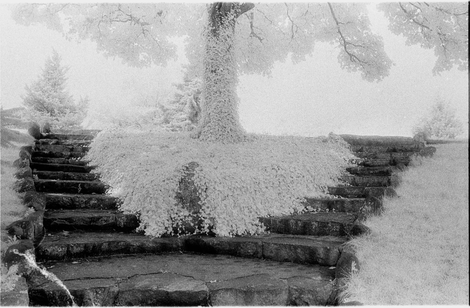 Bridal Tree