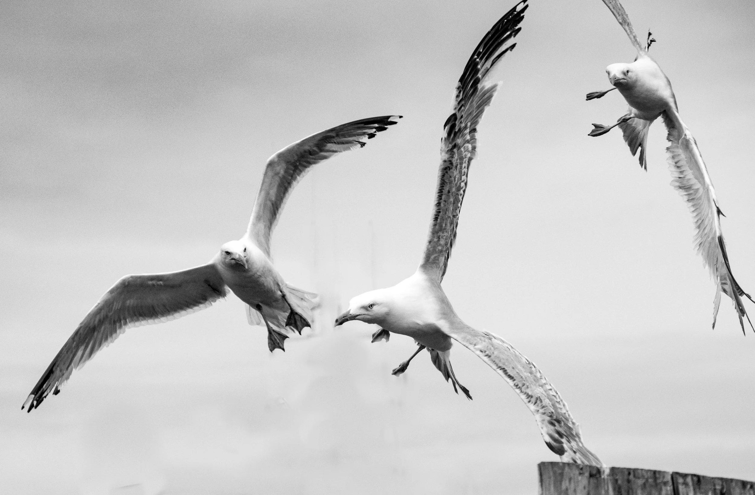 Angry Gulls