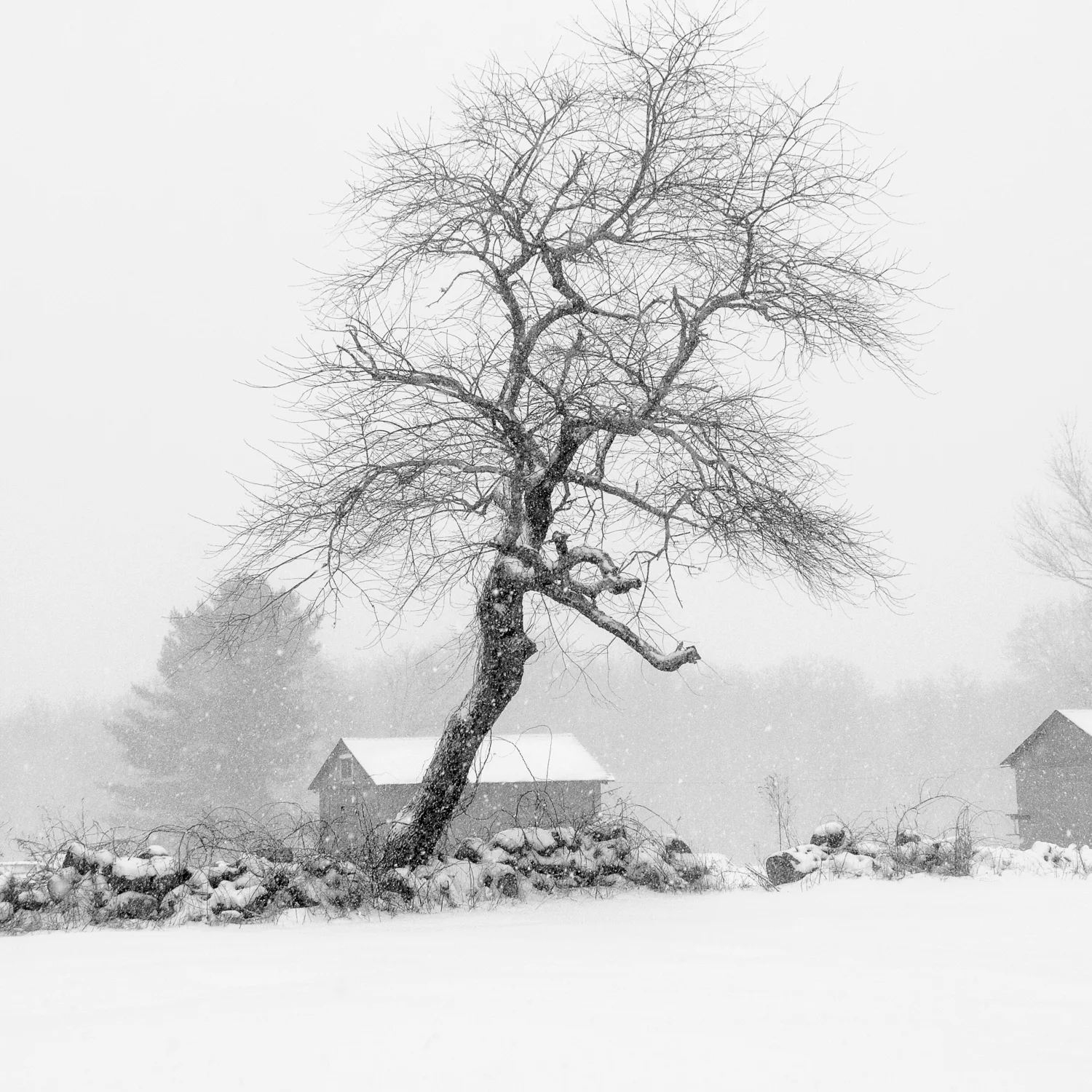 Leaning Tree - Wakefield