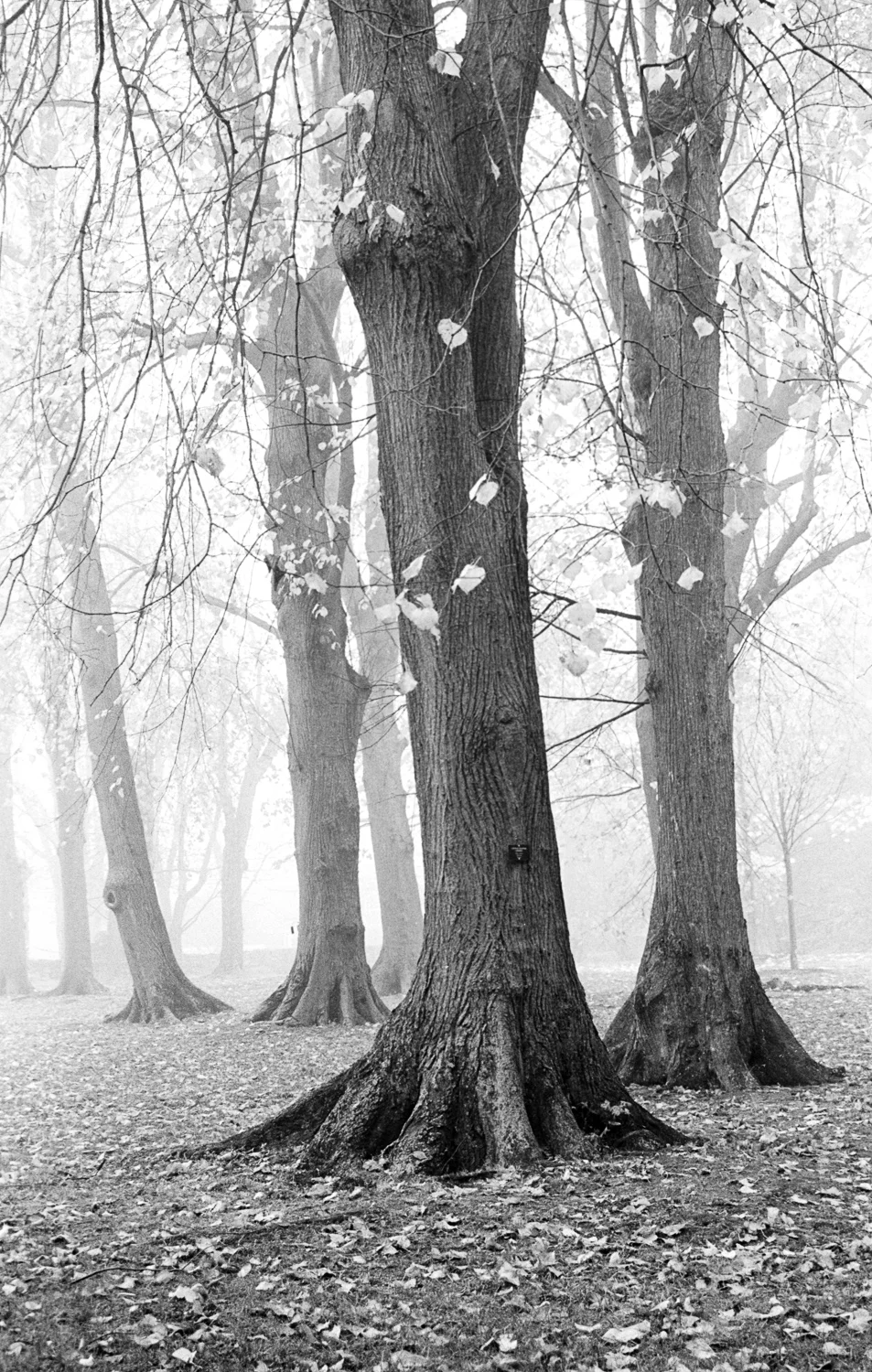 Lindens - Blithewold -Bristol