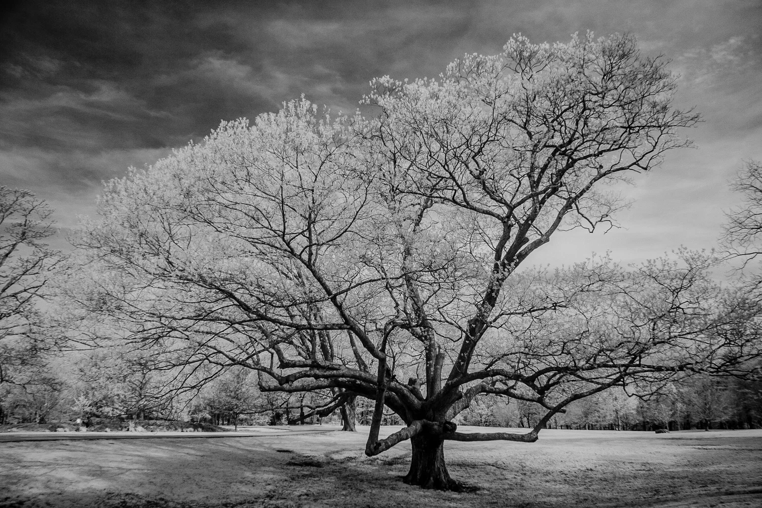 Ancient White Oak - North Kingstown