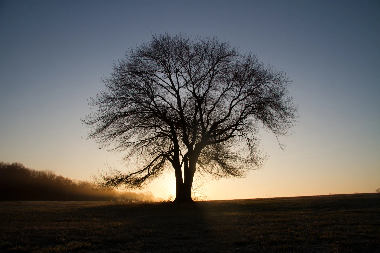 The The Tree on Windmill Hill - Jamestown