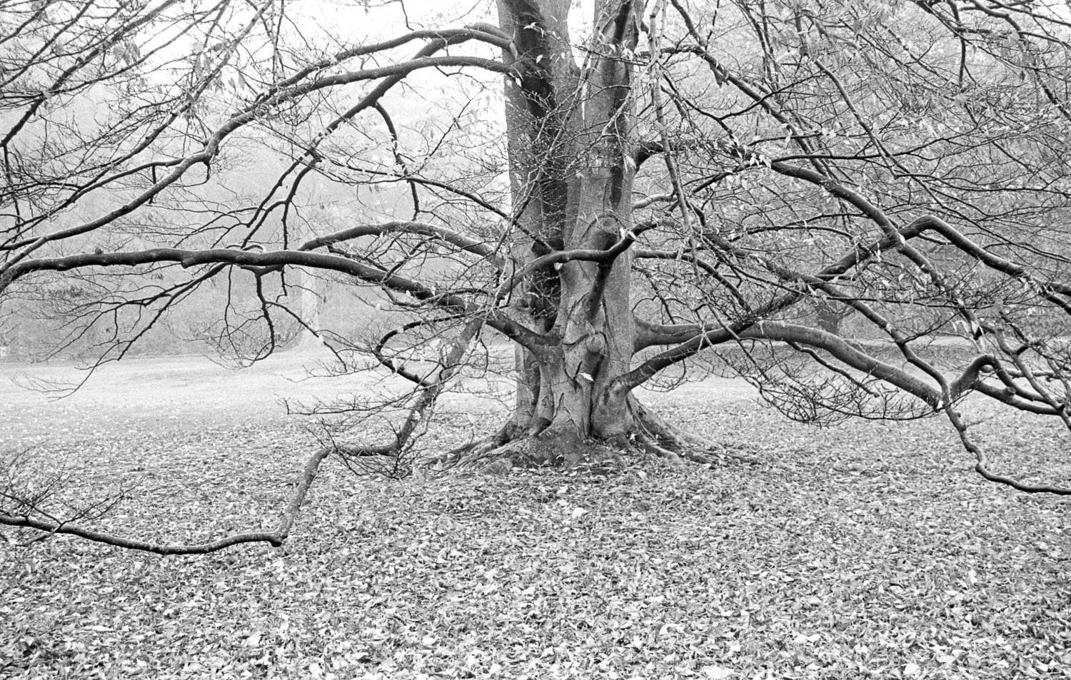 Elm -Blithewold -Bristol