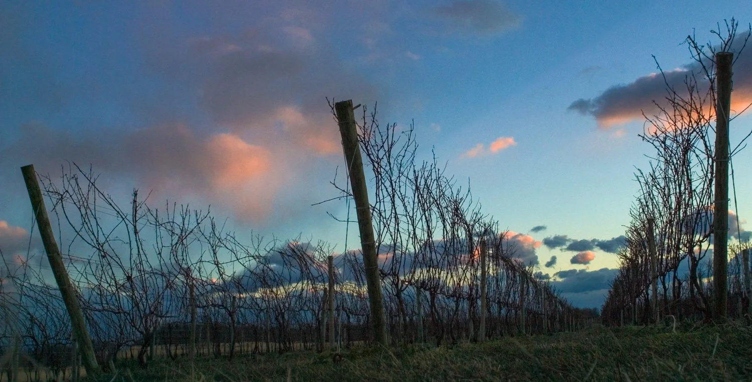 newport-vineyards-sunset.jpg