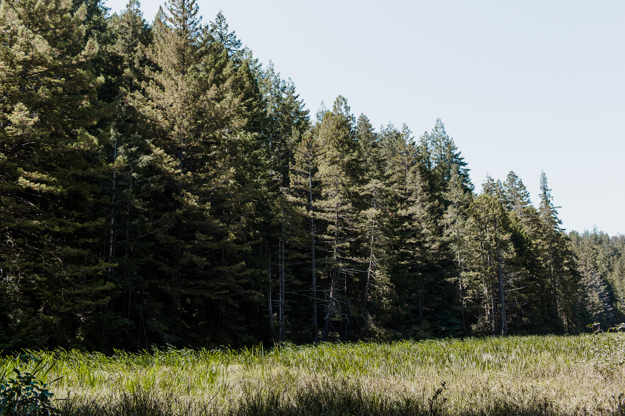 Mendocino Woodlands Camp Wedding