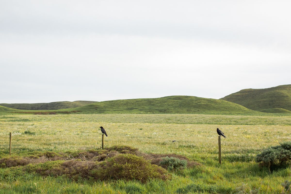 point reyes engagement session
