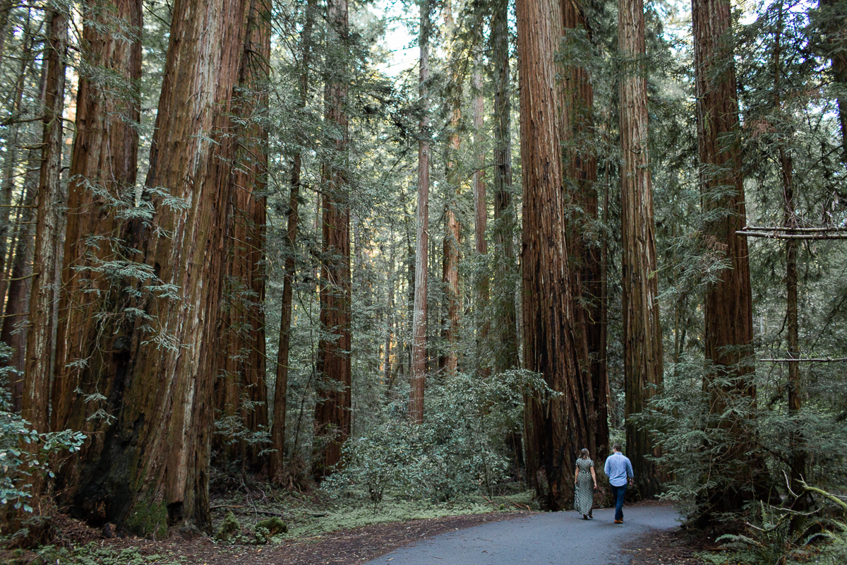 Armstrong Woods Engagement Session -9.jpg