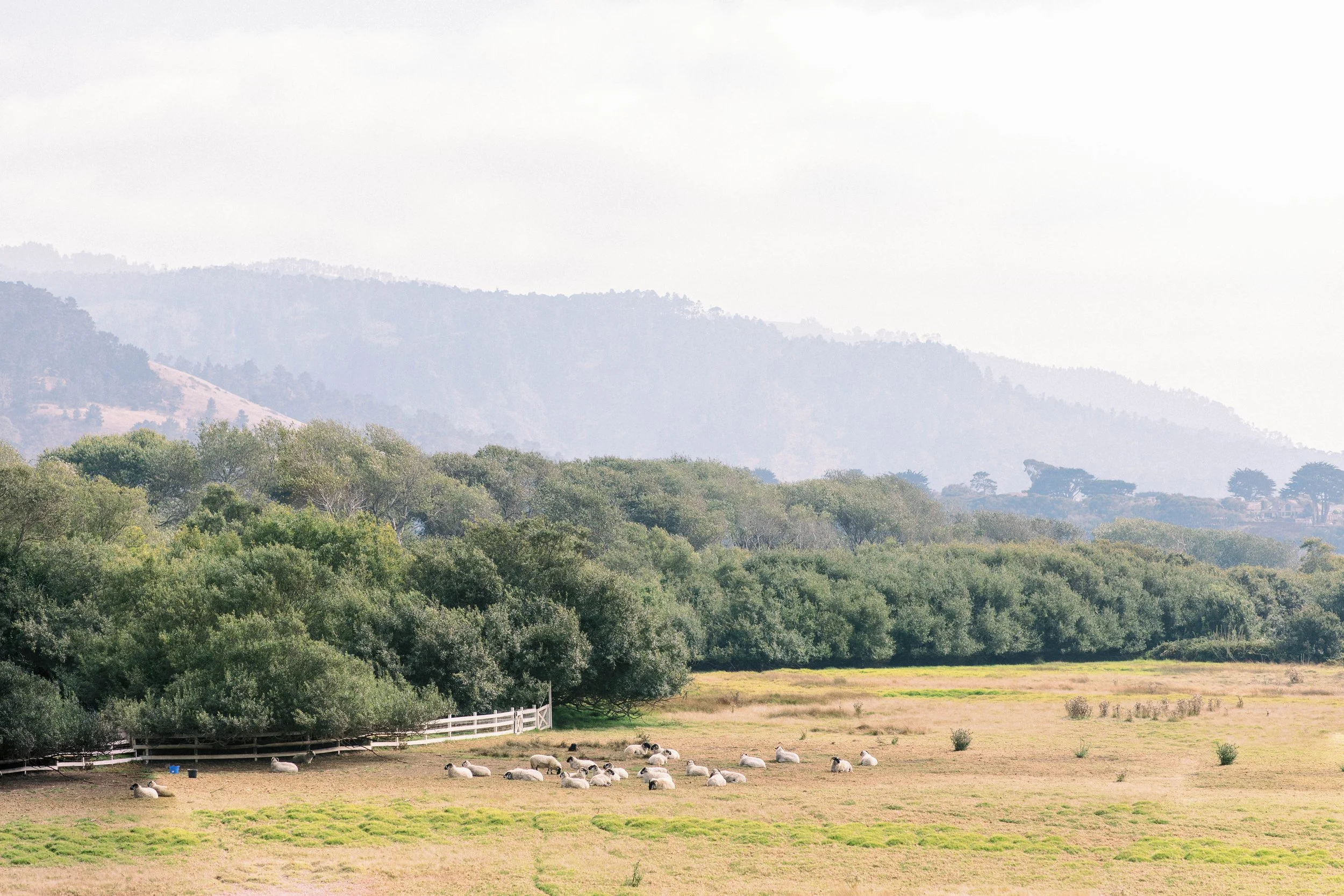 mission ranch sheep in field