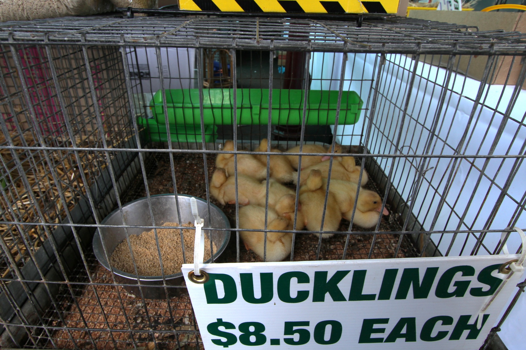 Bras, Ducklings and Kangaroo - A Visit to Queen Victoria Market, Melbourne