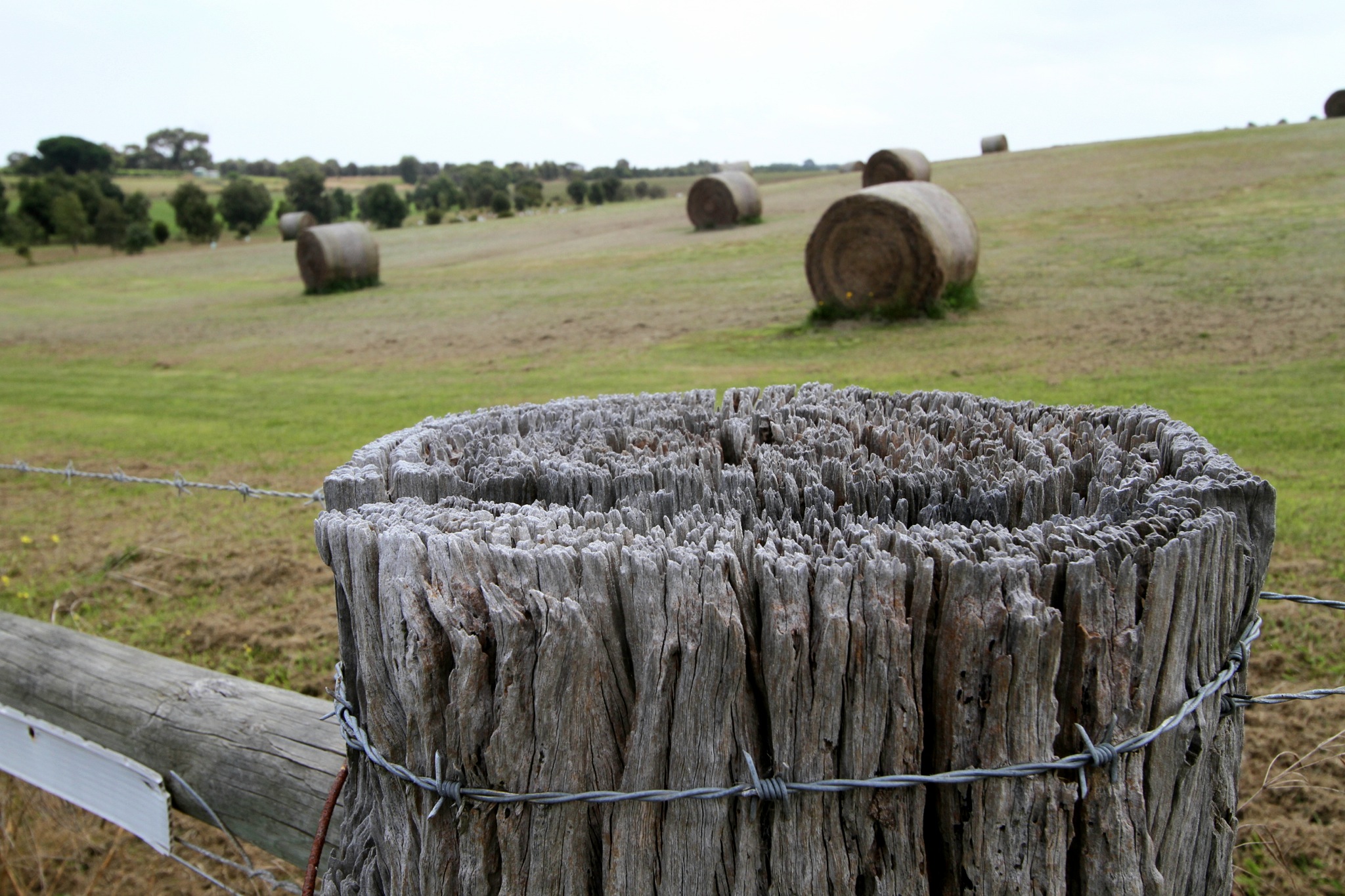 Driving & Eating My Way Across The Bellarine Peninsula