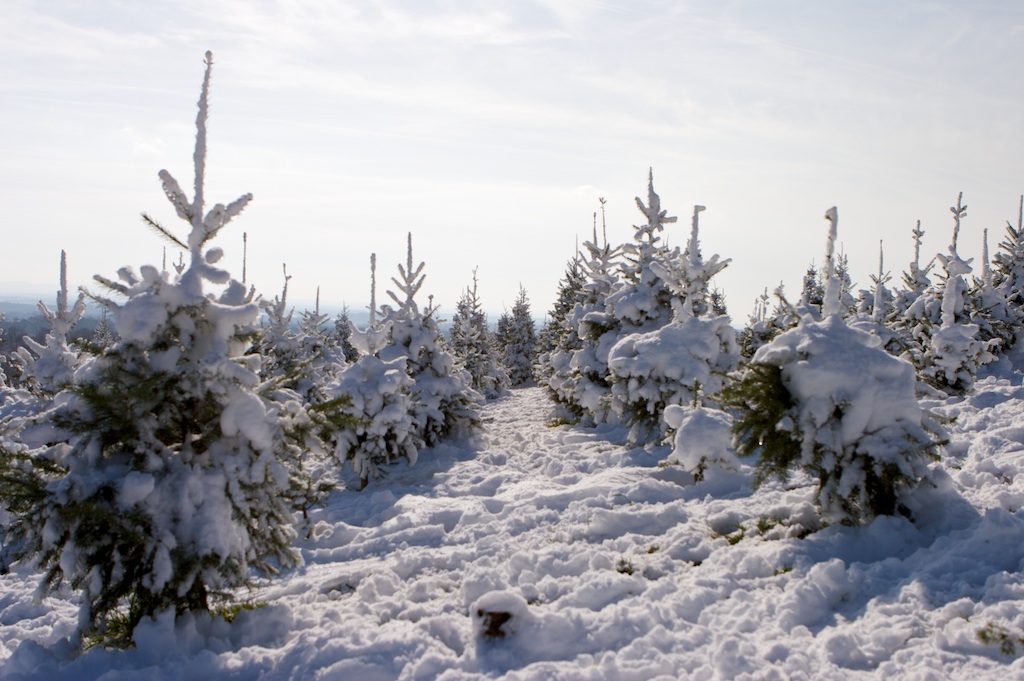Christmas Tree Shopping (and cutting & hauling...)