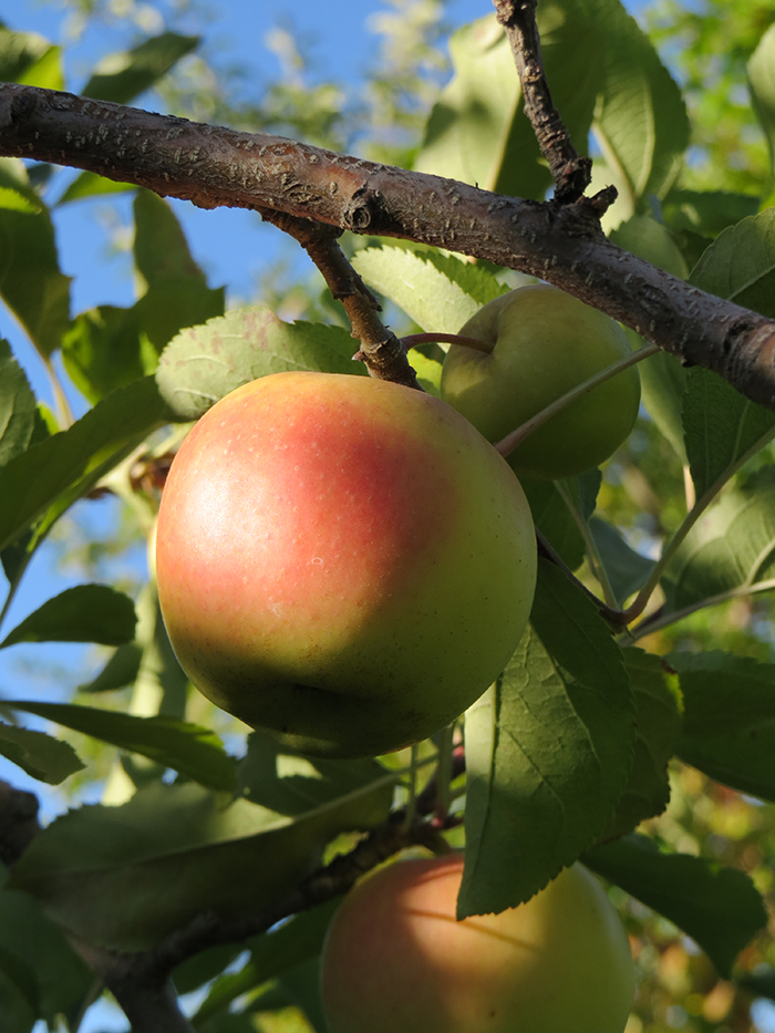 apples-green.jpg