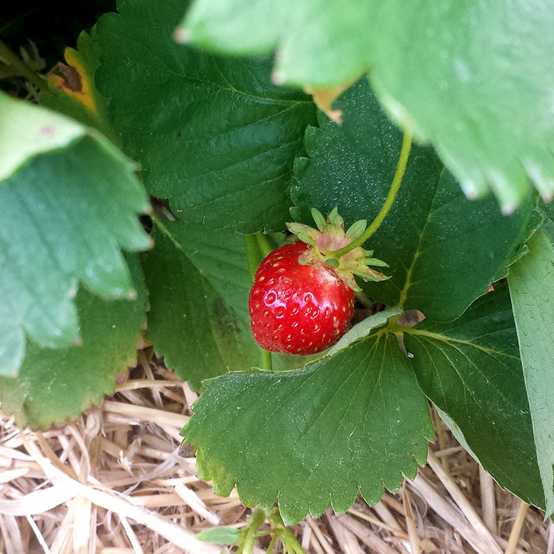 There is nothing better than a fresh-picked strawberry!