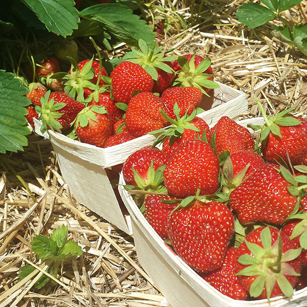 My strawberry harvest