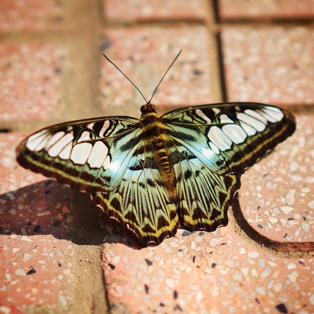 #butterfly #vietnam