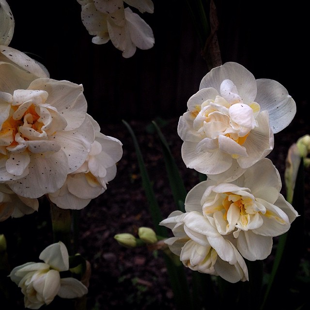 #daffodils #spring