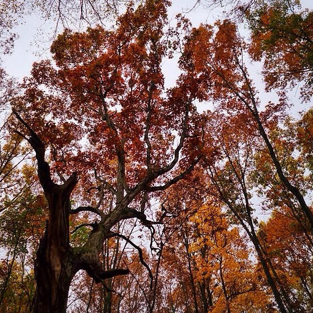 #fall #autumn #dscolor #welovedextermi
