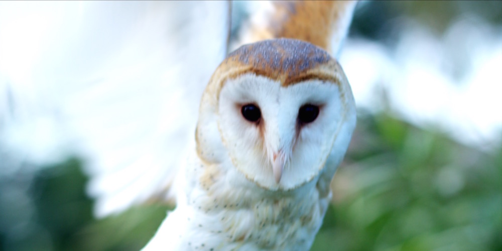 Barn Owl or Patoo