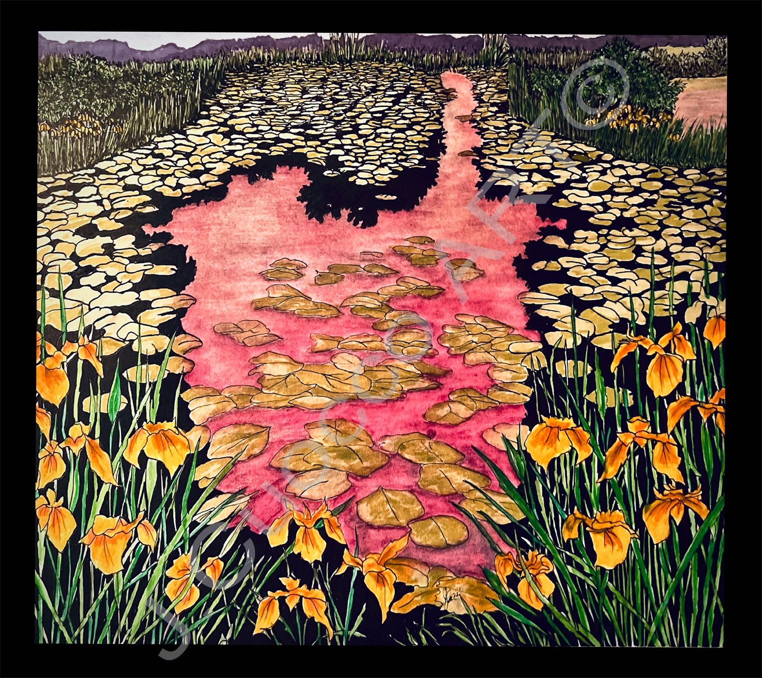 The Pond Lilies