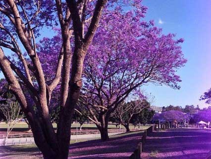 As the Jacaranda's Fall