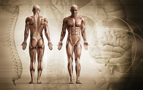 Brown_Background_Body_Front_and_Behind.jpg