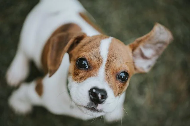 Beagle/Bulldog mix 
#dogsofinstagram 
#beagle #beaglepuppy