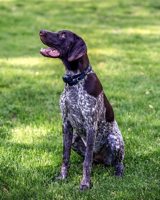 (My sister&rsquo;s dog) Wilson
#GermanShorthairedPointer