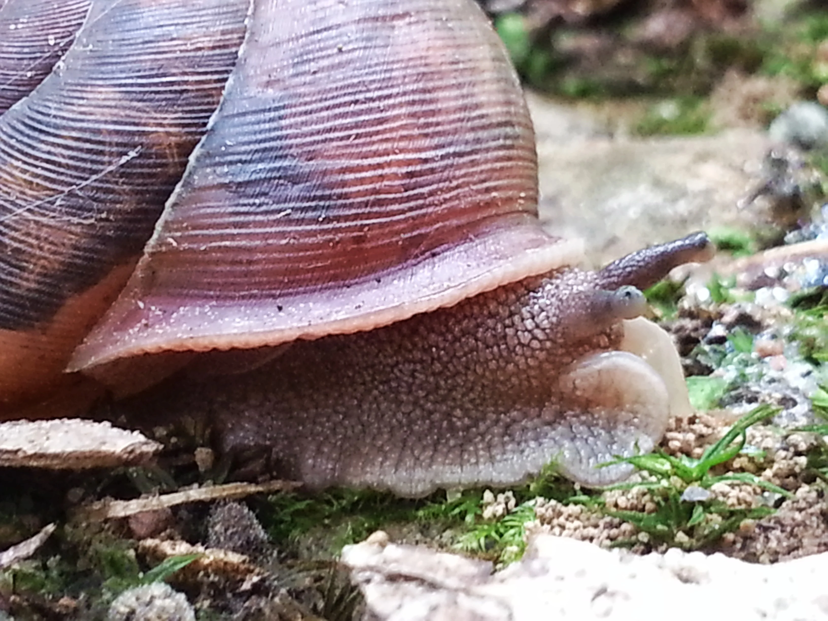 Ridge Trail and Shakori Trail at Eno River SP