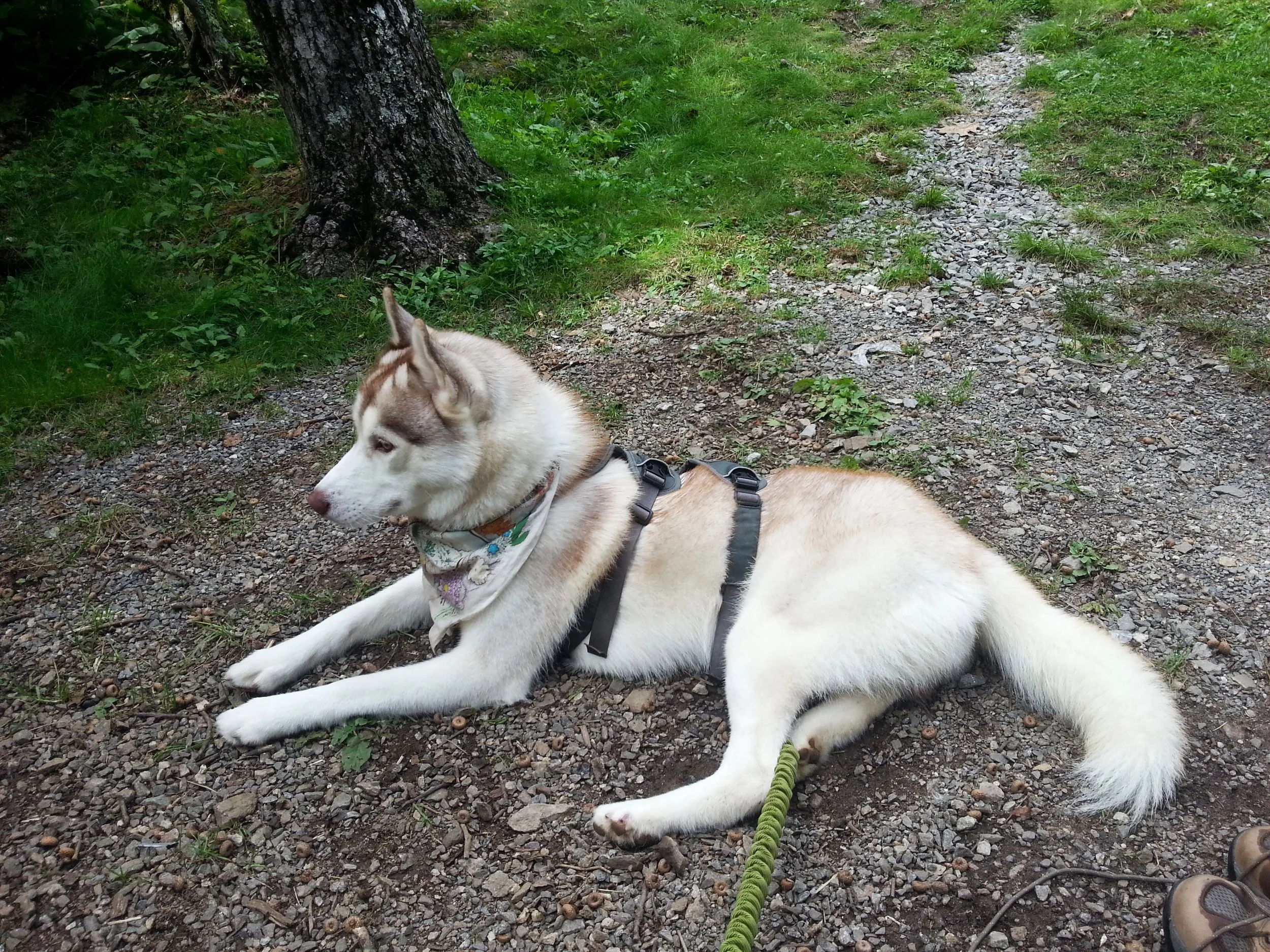 Ryder seemed pretty chill with the campsite.