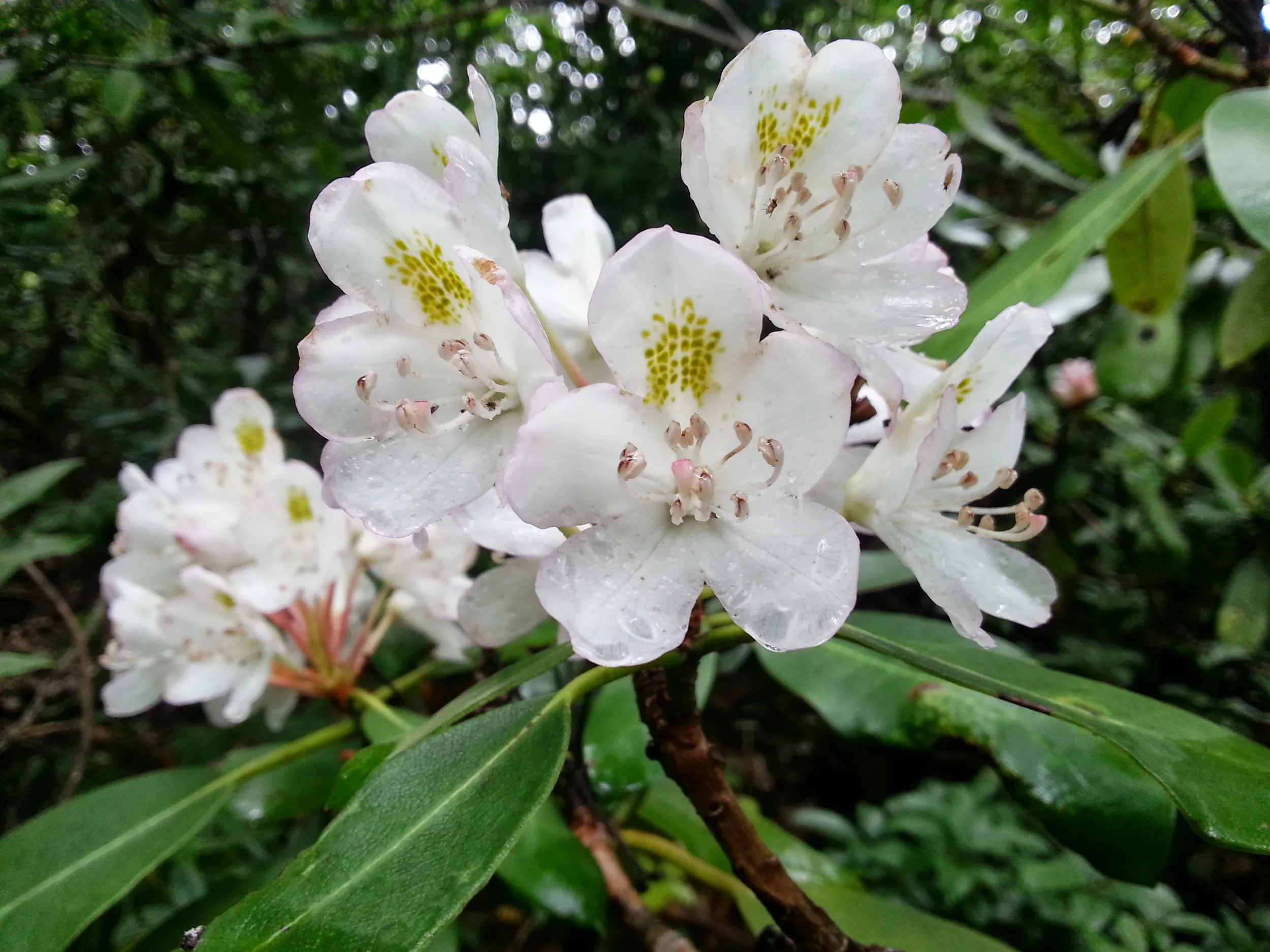 White Rhododendron along the trail