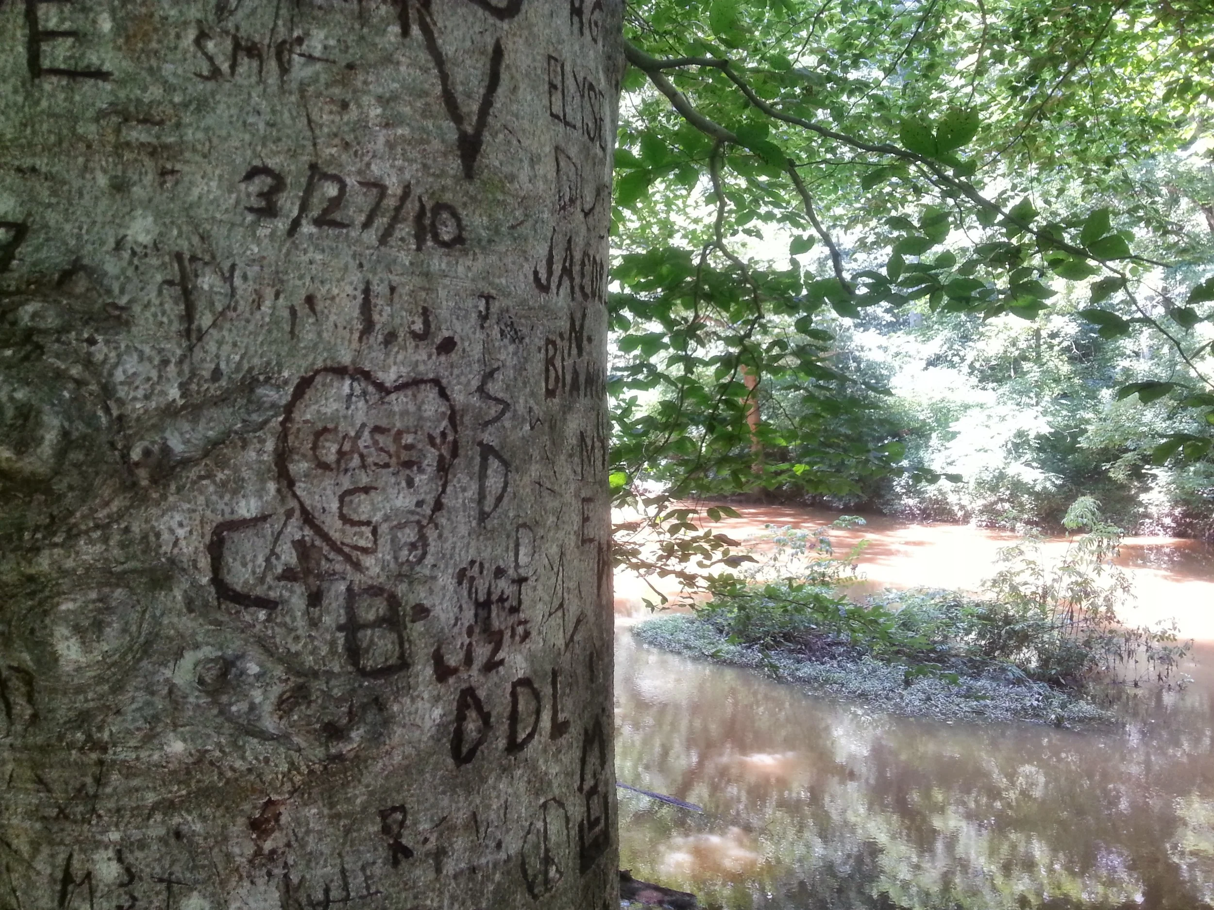 Names are carved into the trunk of a tree near a bench by the Eno River.