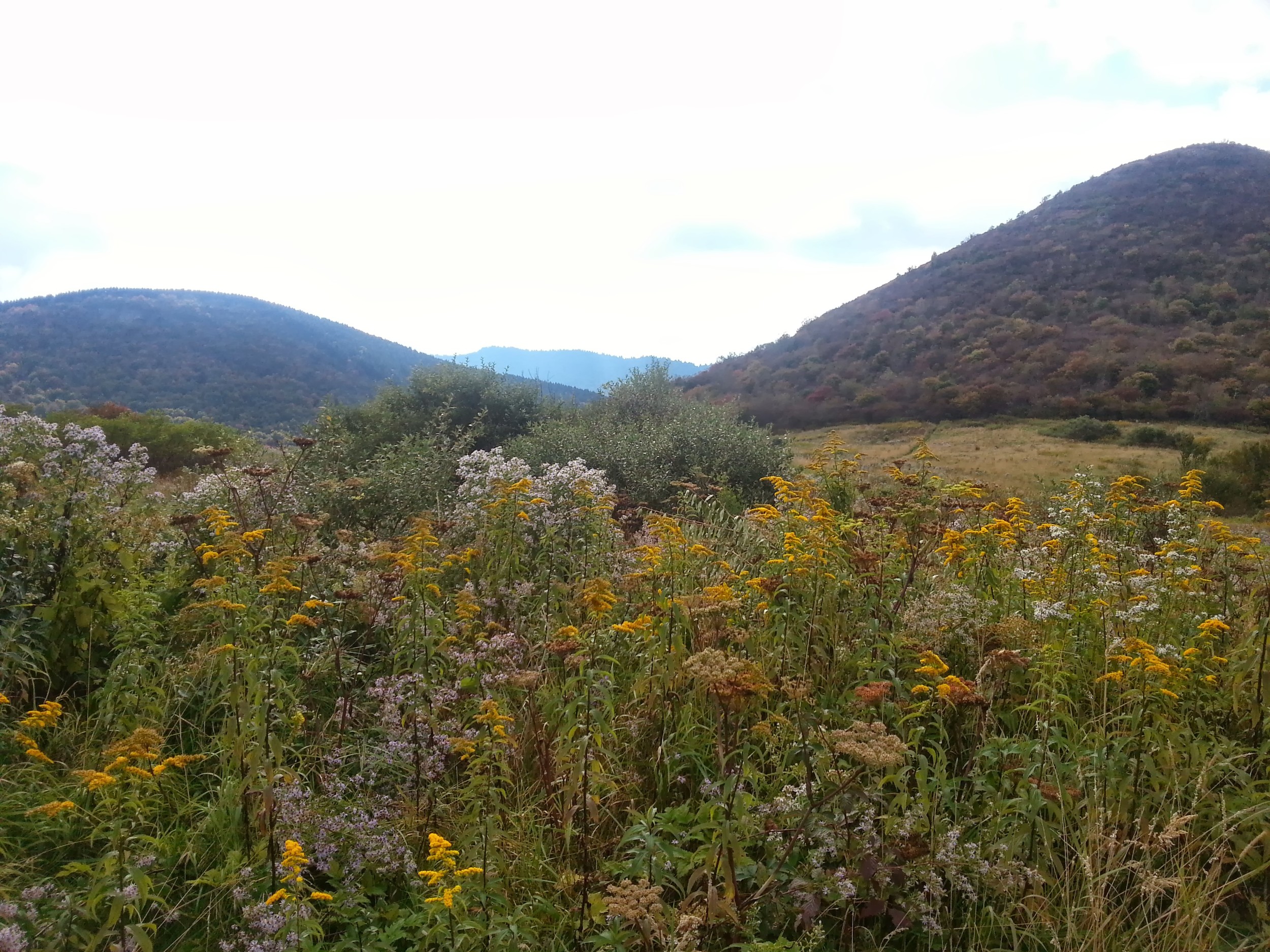 Sam Knob and Little Sam Knob rising behind a swath of wildflowers