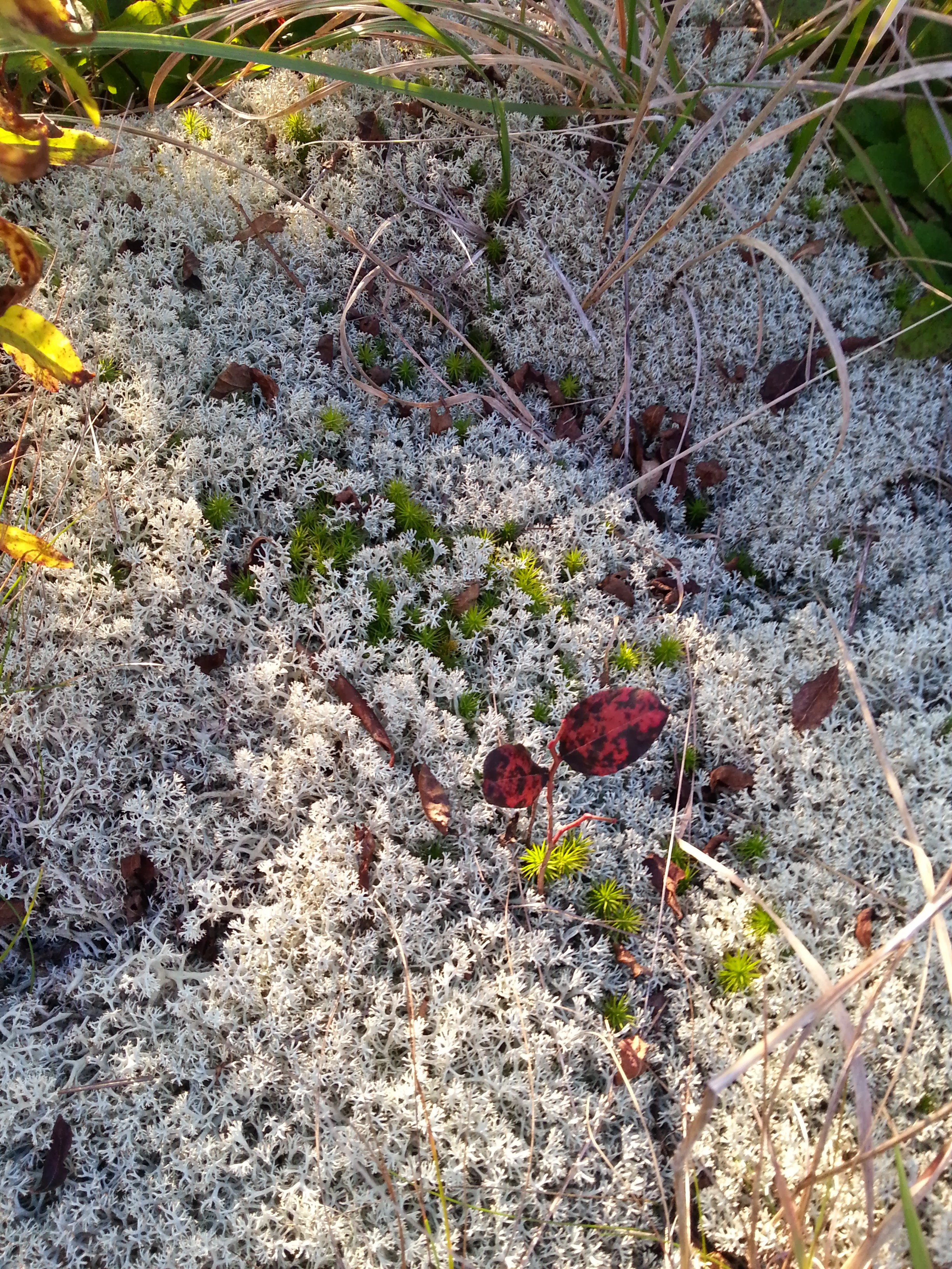 Reindeer Moss (the white stuff) and Sphagnum Moss (the green stuff)