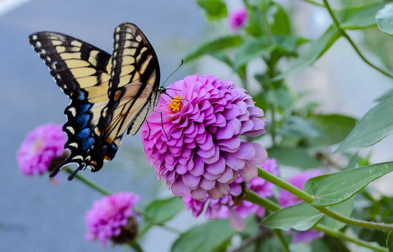 Playlist for Your Labor Day Drive