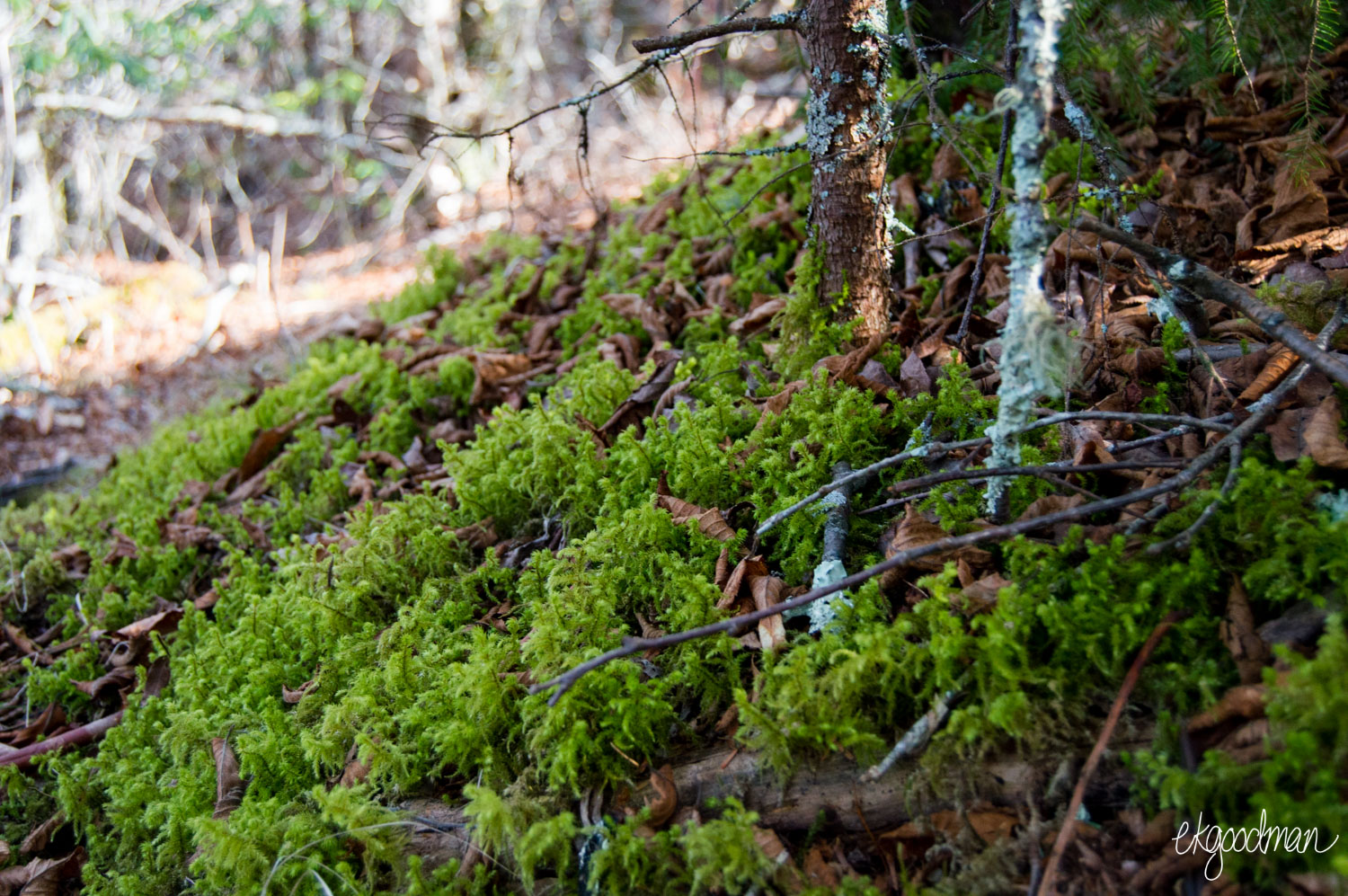 Moss on Cold Mountain