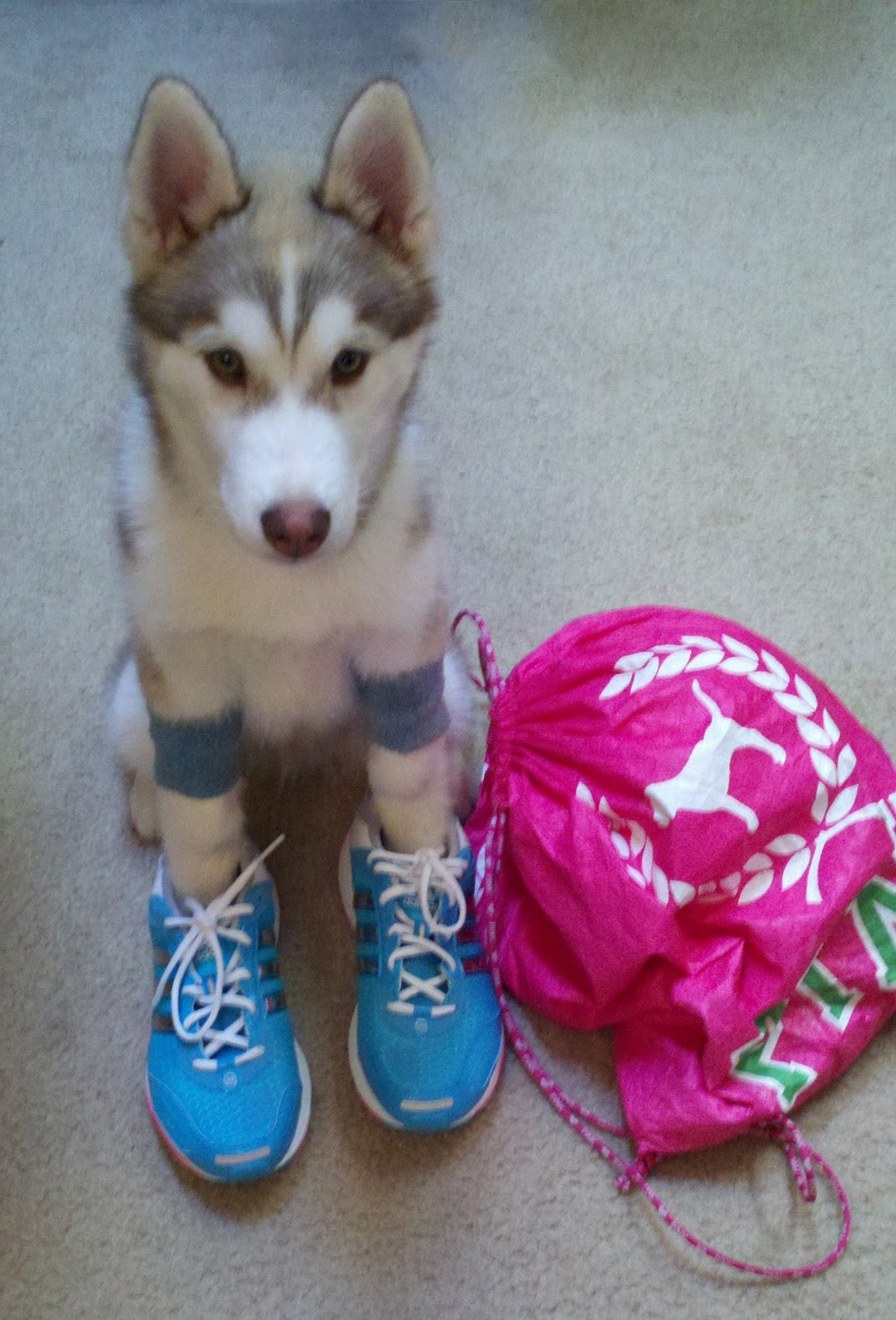 Because what's more adorable than a puppy dressed up as a run-fanatic? And Ryder was so cute at this age!