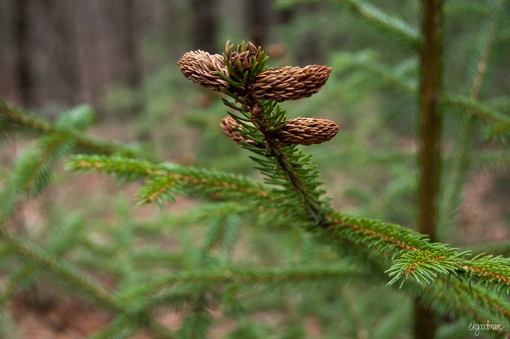 Mt. Mitchell is known for its spruce-fir forest.