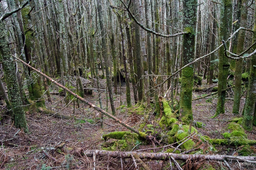 Dense spruce-fir forest. Spooky, right?