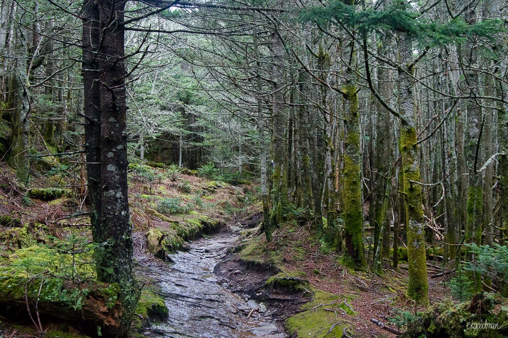 Spruce-fir forest and a very wet trail.