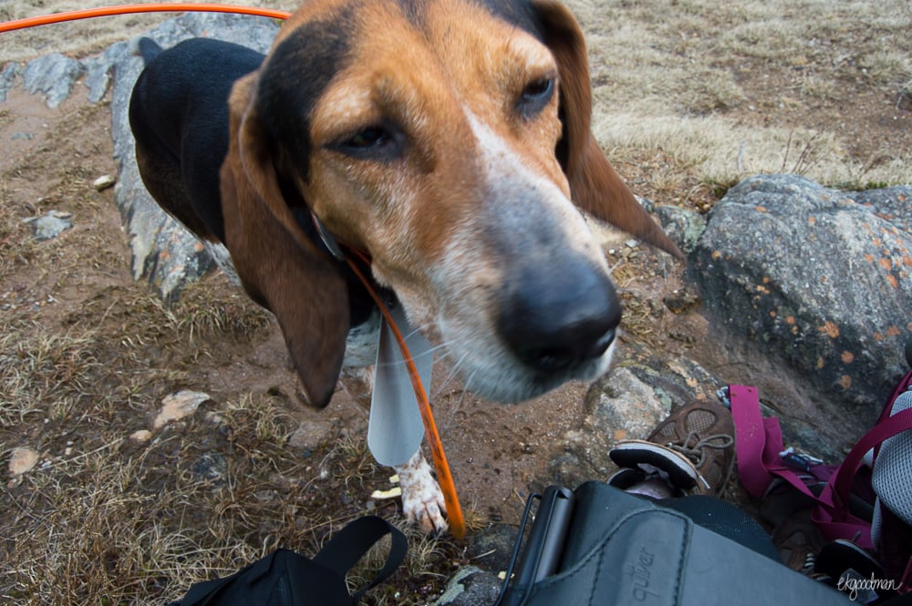 Oh hey dog! I didn't see you there! No no, please get out of my pack.