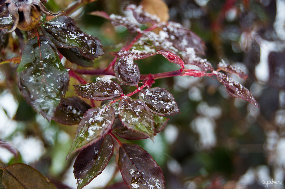 A rose is a rose is a frozen rose.
