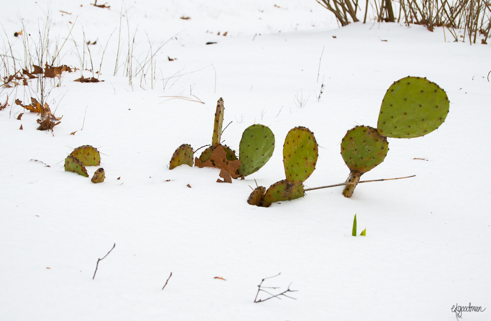 This is pretty much what every Southerner in snow feels like, am I right?
