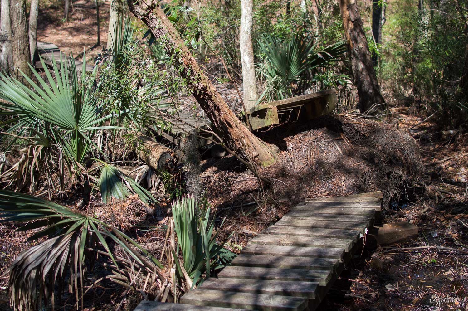 Some busted up boardwalk.