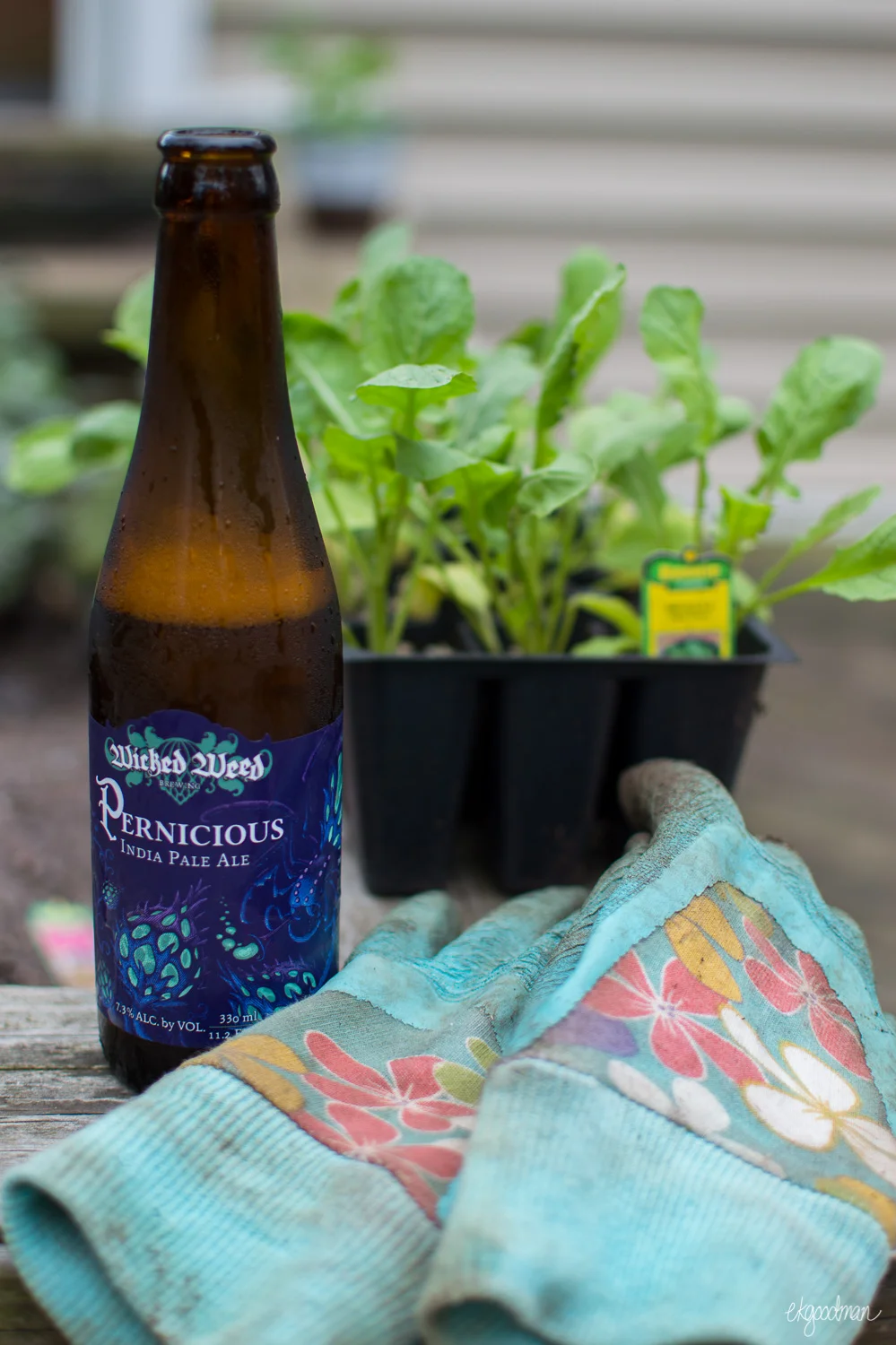 "Hops are a wicked and pernicious weed"