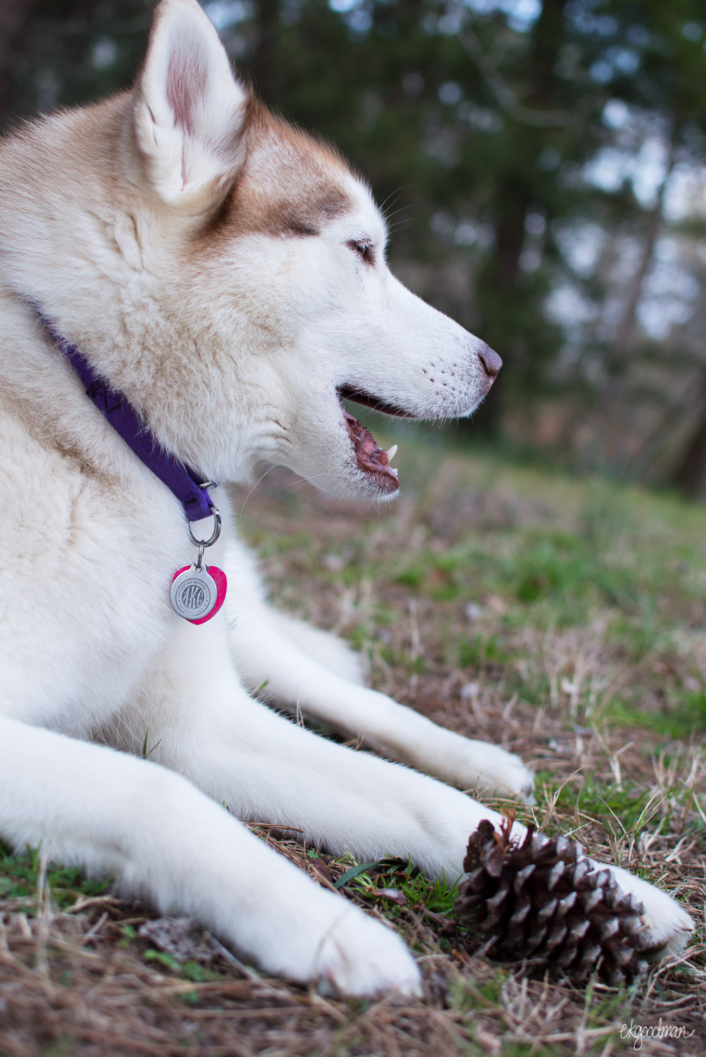 Ryder's version of "helping" was chewing pine cones.