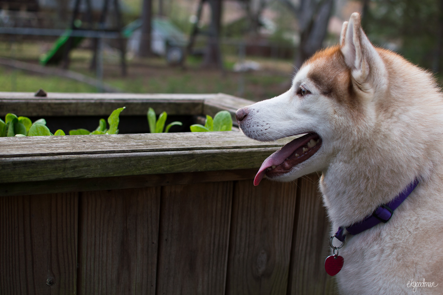 Hey dog, I see you eyeing my garden. Don't eat the greens!