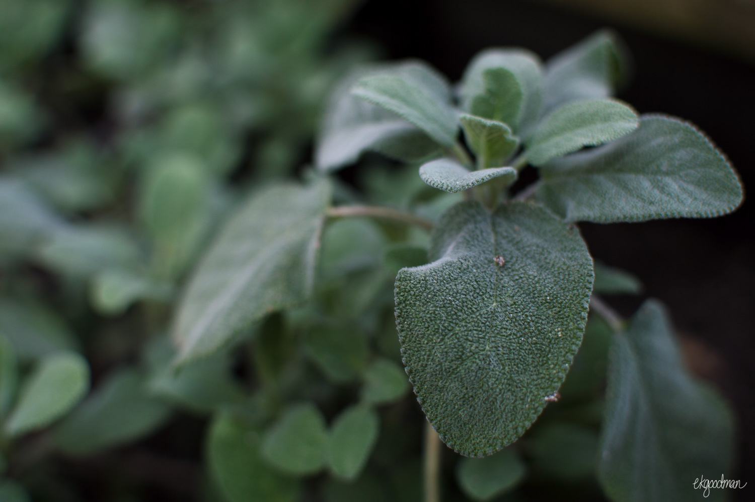 The sage plant made a decent comeback this spring despite the false warm weather in February and struggling through some freezes after its initial growth.