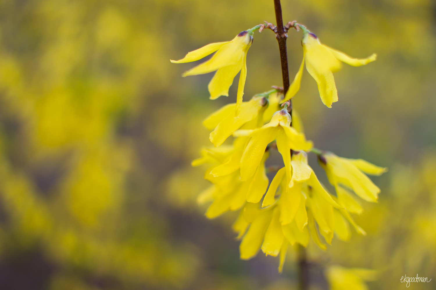 Did you know that forsythias are in the olive family?
