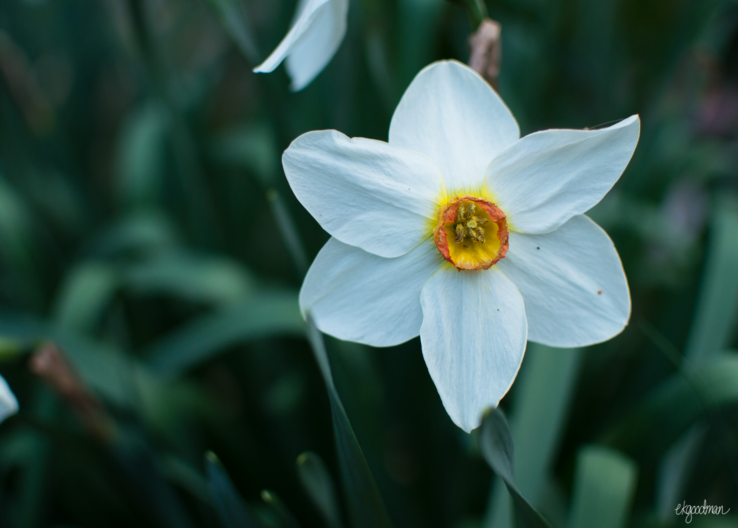 Daffodils mean "time to plant!"